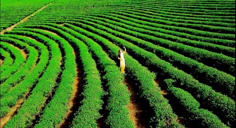 Sản phẩm trà Dôi Dép được kết tinh từ những đồi trà xanh mướt từ vùng nguyên liệu sạch