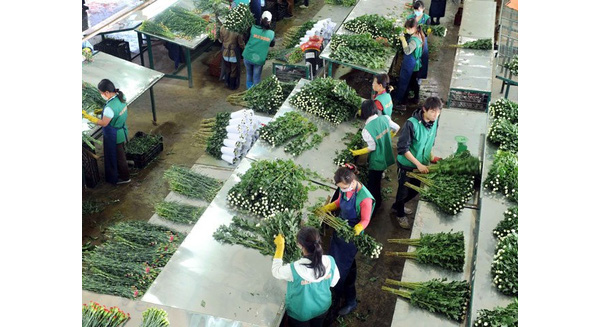 Sơ chế hoa công nghệ cao tại trang trại Dalat Hasfarm (Đà Lạt, Lâm Đồng). Ảnh: A.Q