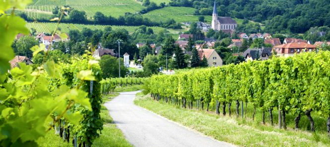 Một đoạn trên con đường rượu vang vùng Alsace - Ảnh: tourisme-alsace
