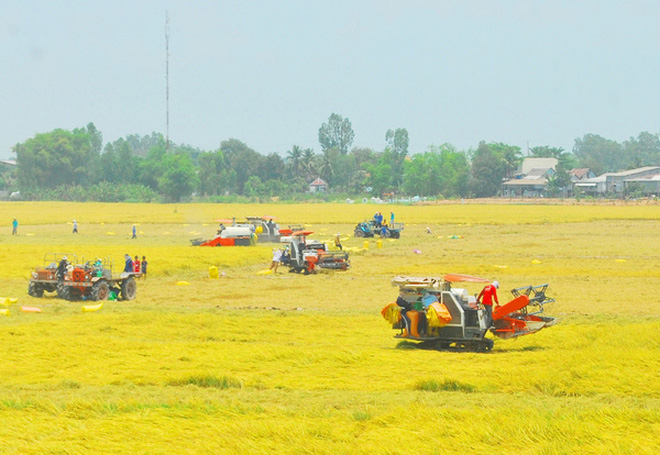 Sắp thu hoạch vụ hè thu nhưng nhiều nông dân ĐBSCL đang lo lắng giá lúa, gạo sẽ giảm mạnh khi Thái Lan xả hàng tồn kho Ảnh: THỐT NỐT