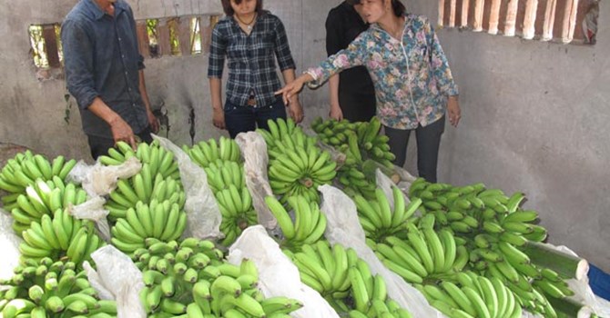  Mô hình trồng chuối của anh Phạm Năng Thành ở Khoái Châu, Hưng Yên mang lại hiệu quả kinh tế cao. Ảnh: Nguyễn công.