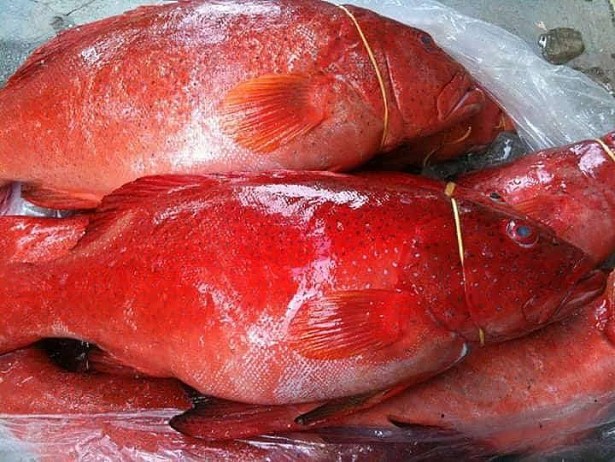 Một kg cá Mú đỏ sống có giá gần triệu đồng song vẫn không có hàng để bán.
