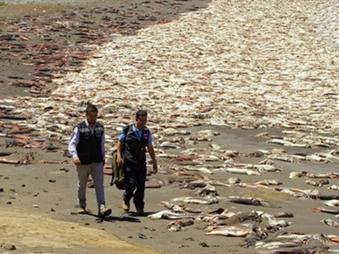 Cá chết trên bờ biển Chile. (Nguồn: Facebook)