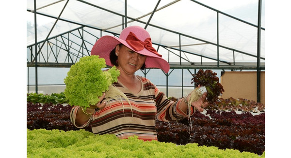 Bà Nguyễn Thị Huệ trong trại rau sạch không cần trồng dưới đất ở Đà Lạt. Ảnh: Thạch Thảo