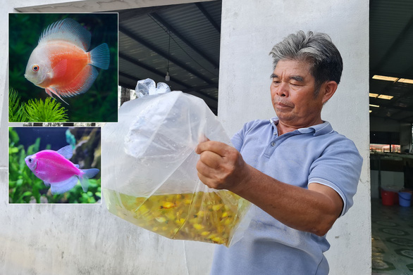 Giám đốc Hợp tác xã Sinh vật cảnh Sài Gòn Nguyễn Văn Thủy và 2 loại cá dĩa (trên), buồm dạ quang xuất khẩu có giá trị cao - Ảnh: CÔNG TRIỆU
