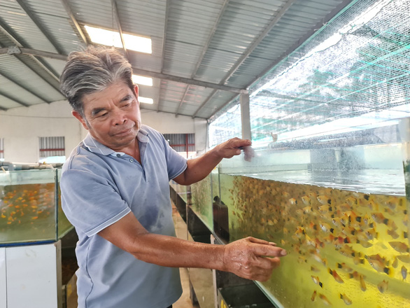 Mỗi tháng có hơn 1 triệu con cá được hợp tác xã do ông Nguyễn Văn Thủy làm giám đốc xuất ra năm châu - Ảnh: CÔNG TRIỆU