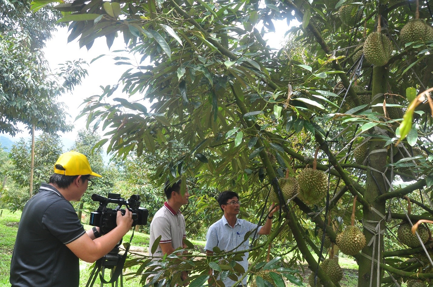 Kỷ sư nông nghiệp Huyện Khánh Sơn giới thiệu về cây sầu riêng Khánh Sơn với nông nghiệp sạch từ phân bón hữu cơ