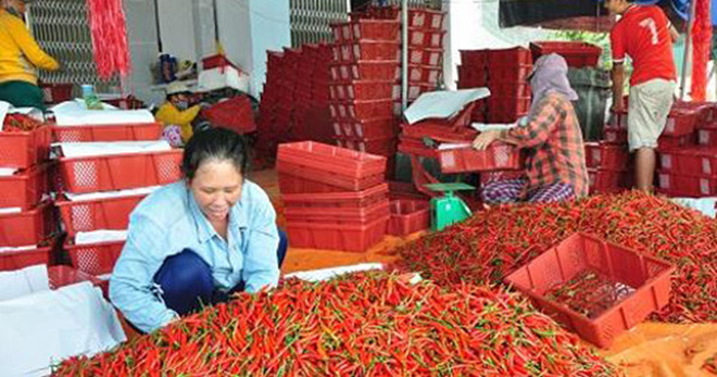 Giá ớt ở Quảng Ngãi đã tăng lên mức kỷ lục 40.000 đồng/kg