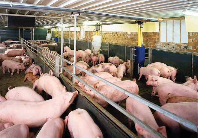 Nông dân mở rộng trang trại tăng đàn nuôi lợn xuất sang Trung Quốc. Ảnh minh họa