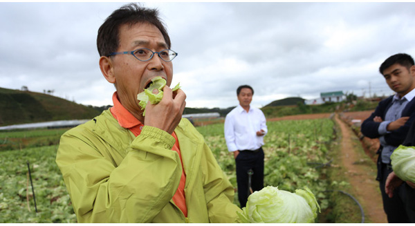 Một ruộng rau sạch do doanh nhân Nhật Bản trồng ở Đà Lạt. Rau sạch đến mức có thể ăn sống tại ruộng. Ảnh: Internet.