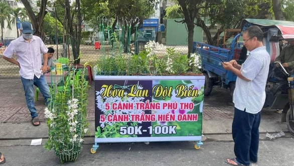 Lan đột biến ra ngã tư công viên Cầu Trắng (quận Bình Tân, TP.HCM) với giá còn thấp hơn nhiều chậu hoa lan công nghiệp - Ảnh: T.R.