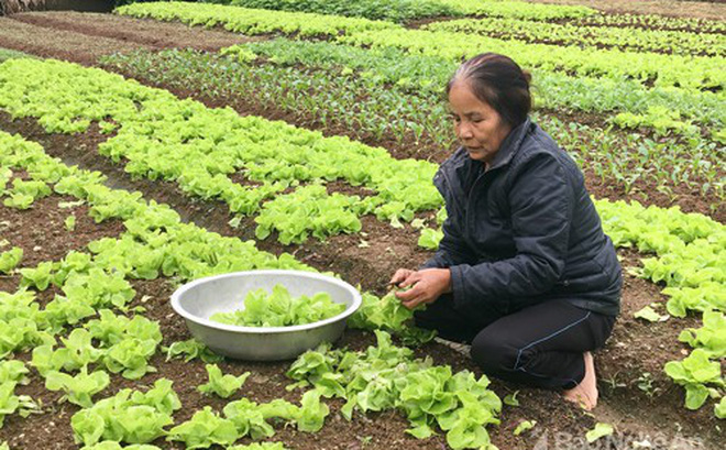 Mảnh vườn của bà Trương Thị Nguyệt chỉ vài chục m2 đủ cung cấp rau xanh cho gia đình, lúc dư thừa có thể xuất bán. Bà cho biết: dùng ớt, tỏi, gừng giã nhỏ rồi ngâm lấy nước để phun nếu có sâu. Ảnh: Lê Ngọc Phương