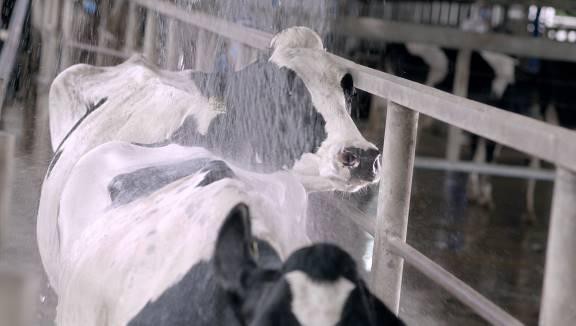 Hệ thống làm mát tự động giúp các cô bò sữa ở Resort Bò Sữa Vinamilk cảm thấy thoải mái như ở quê hương ôn đới của mình