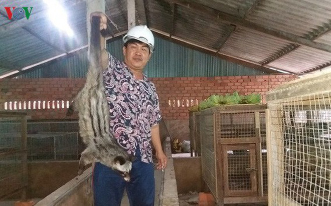 Ông Võ Văn Tiến ở ấp Xóm Đình, xã Kiểng Phước, huyện Gò Công Đông, Tiền Giang vươn lên làm giàu nhờ mô hình nuôi chồn hương.