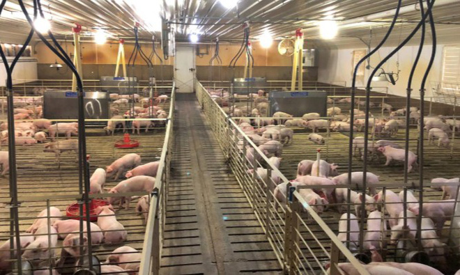 Các trang trại lợn tại Mỹ đã được hưởng lợi trực tiếp từ dịch tả lợn châu Phi vì giá thịt lợn đã tăng lên đáng kể.Ảnh minh hoạ: Reuters.