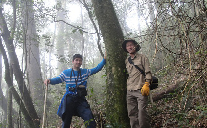 Tác giả và ông Trần Ngọc Lâm bên cây chè ở gần đỉnh Fansipan.