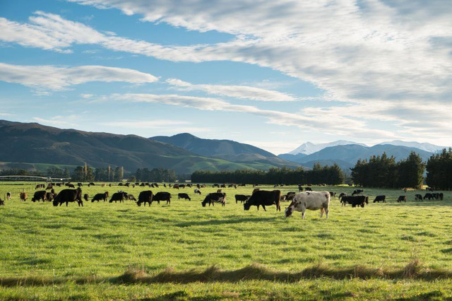 Được thiên nhiên ưu đãi, New Zealand trở thành thiên đường của bò sữa và cho ra đời nguồn sữa thiên nhiên chất lượng cao.