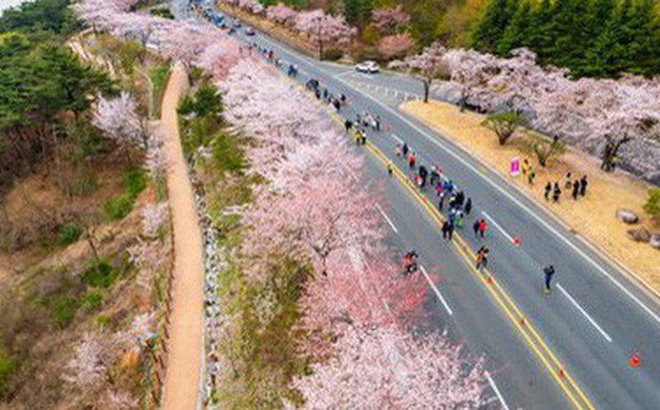 Con đường rợp hoa anh đào tại Hàn Quốc. Ảnh: Gyeongju Cherry Blossom Marathon