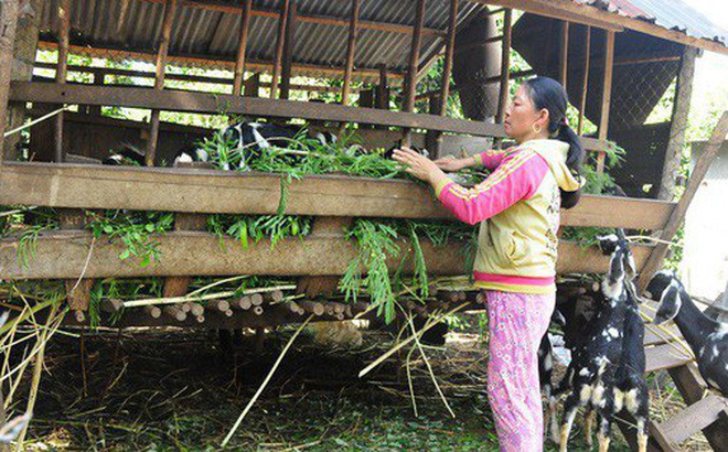 Phong trào nuôi dê đang phát triển rất mạnh ở huyện vùng biên Bù Đốp, tỉnh Bình Phước. Ảnh: Đ.T