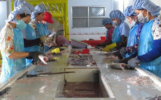 Chế biến cá khô ở huyện Tam Nông