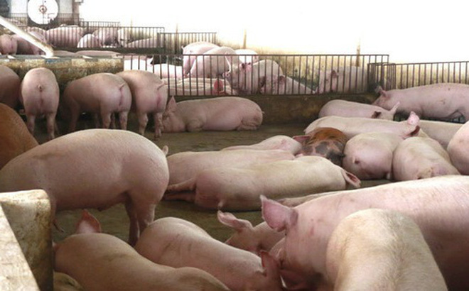 Giá thịt lợn hơi đang có xu hướng giảm mạnh