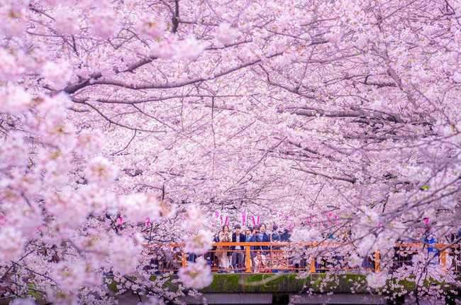 Từ khắp nơi trên đất nước Nhật Bản, du khách đổ về đây để chiêm ngưỡng vẻ đẹp mỗi năm chỉ có một lần của công viên Inokashira.