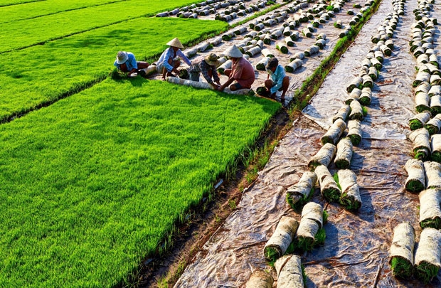 Kỹ thuật gieo giống mới - Ảnh: Trần Thị Kiều Oanh