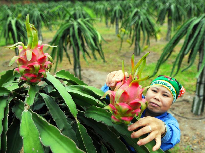 Nông sản của Việt Nam đang chiếm lĩnh các thị trường lớn như Mỹ, Nhật Bản, EU