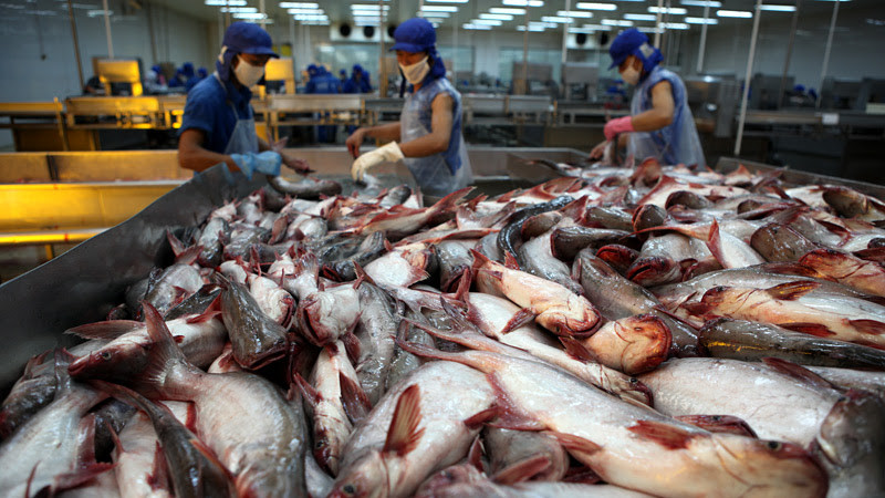 Xuất khẩu cá tra ước đạt hơn 2 tỷ USD trong 10 tháng năm nay. (Ảnh: Minh Dũng)