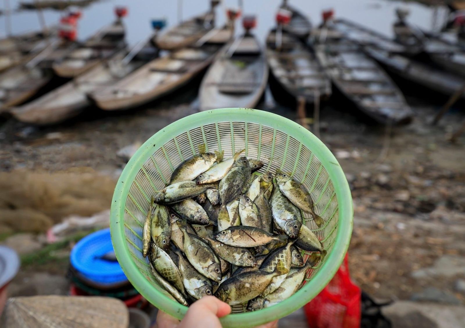 Ngoài vui chơi, khám phá, khách du lịch tới đầm Chuồn còn được thưởng thức các món ngon từ một loài hải sản nổi tiếng nơi đây - cá kình (Ảnh: Pham Trong Tin).