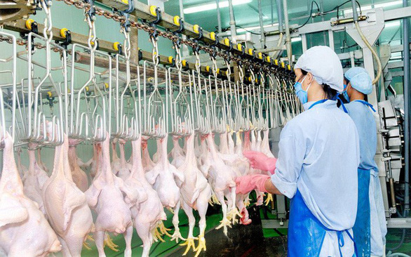 10 tháng qua, Việt Nam nhập khoảng 211.000 tấn thịt gà - Ảnh: TTO