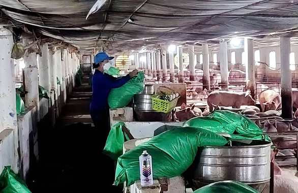 Một trang trại chăn nuôi heo hơn 1.000 con ở xã Bình An, huyện Bình Sơn, tỉnh Quảng Ngãi Ảnh: THẢO THƯƠNG
