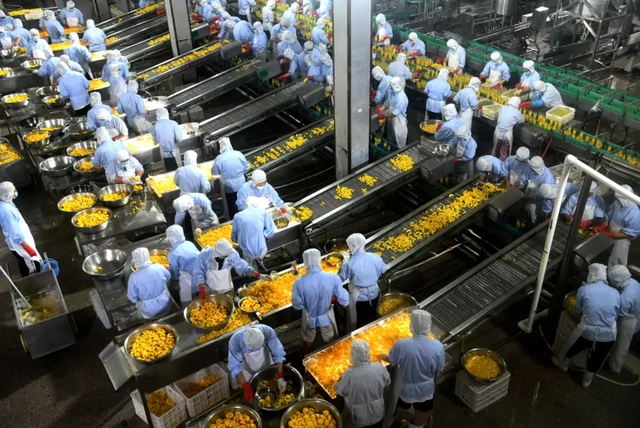 Công nhân làm việc tại dây chuyền sản xuất đào vàng đóng hộp tại 1 doanh nghiệp tại Hà Bắc, Trung Quốc.