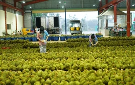 Trung Quốc mở cửa nhập khẩu, một nông sản của Việt Nam nhanh chóng chiếm thị phần từ Thái Lan: Nếu gỡ được 
