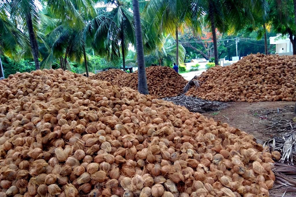 Sau sầu riêng, một báu vật triệu đô của Việt Nam khiến người Trung Quốc mê đắm: Xuất khẩu hàng trăm nghìn tấn, thị phần lọt top 3