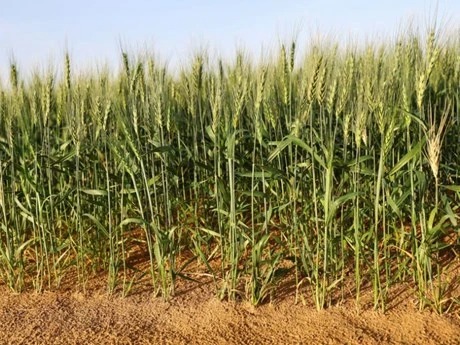 Hàng chục nghìn tấn hàng từ Canada đổ bộ Việt Nam tháng đầu năm: Nhập khẩu tăng hơn 2.000%, là ‘báu vật’ cả thế giới đều cần