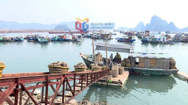 Khai mở "mỏ vàng dưới biển": Giá tăng gấp 3, ngư dân ung dung thu bạc tỷ mỗi tháng