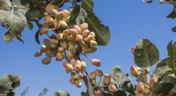 ava-17725111578871737114280-1772512937286-1772512938576522830337 Đắt hơn sầu riêng, Việt Nam bất ngờ thu về hơn 100 triệu USD từ loại quả không tự trồng được, đã tiêu thụ khắp thế giới trong 8.000 năm qua - Ảnh 1.