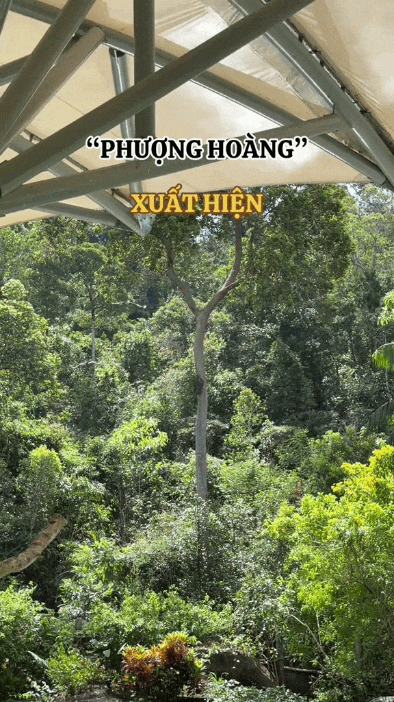 Phượng hoàng xuất hiện giữa trời Việt Nam: Nhiều người trầm trồ không tin vào mắt mình - Ảnh 1.