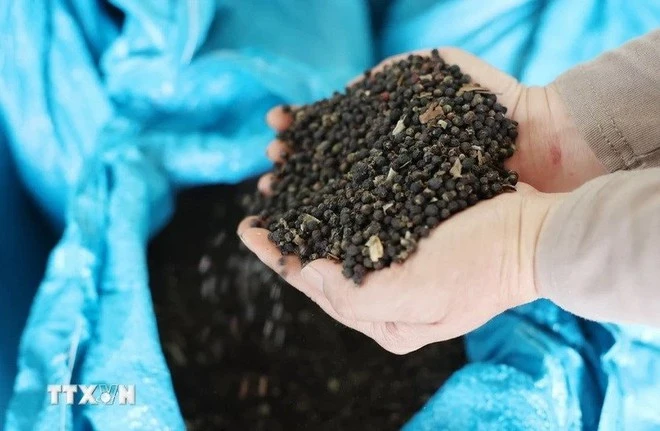 Thái Lan tăng nhập khẩu hạt tiêu của Việt Nam. Ảnh: TTXVN